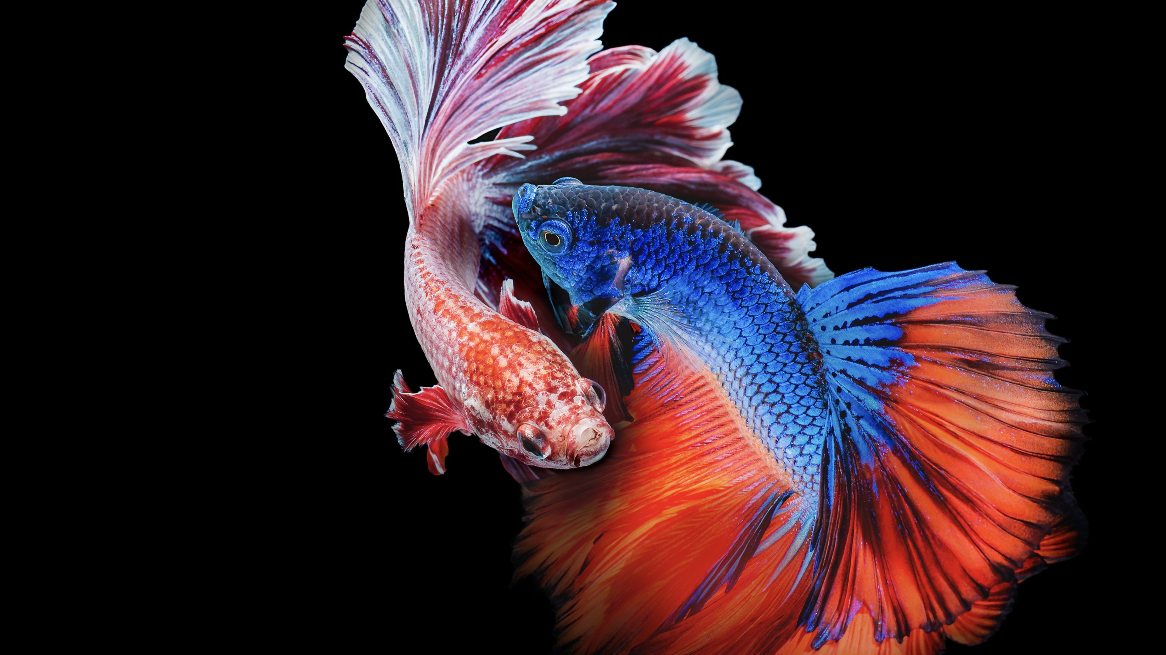 Asia's Weirdest Background