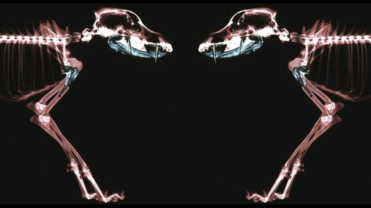 Rottweiler Background