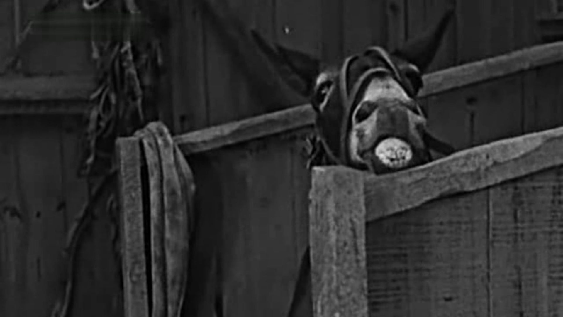 The Champeen Background