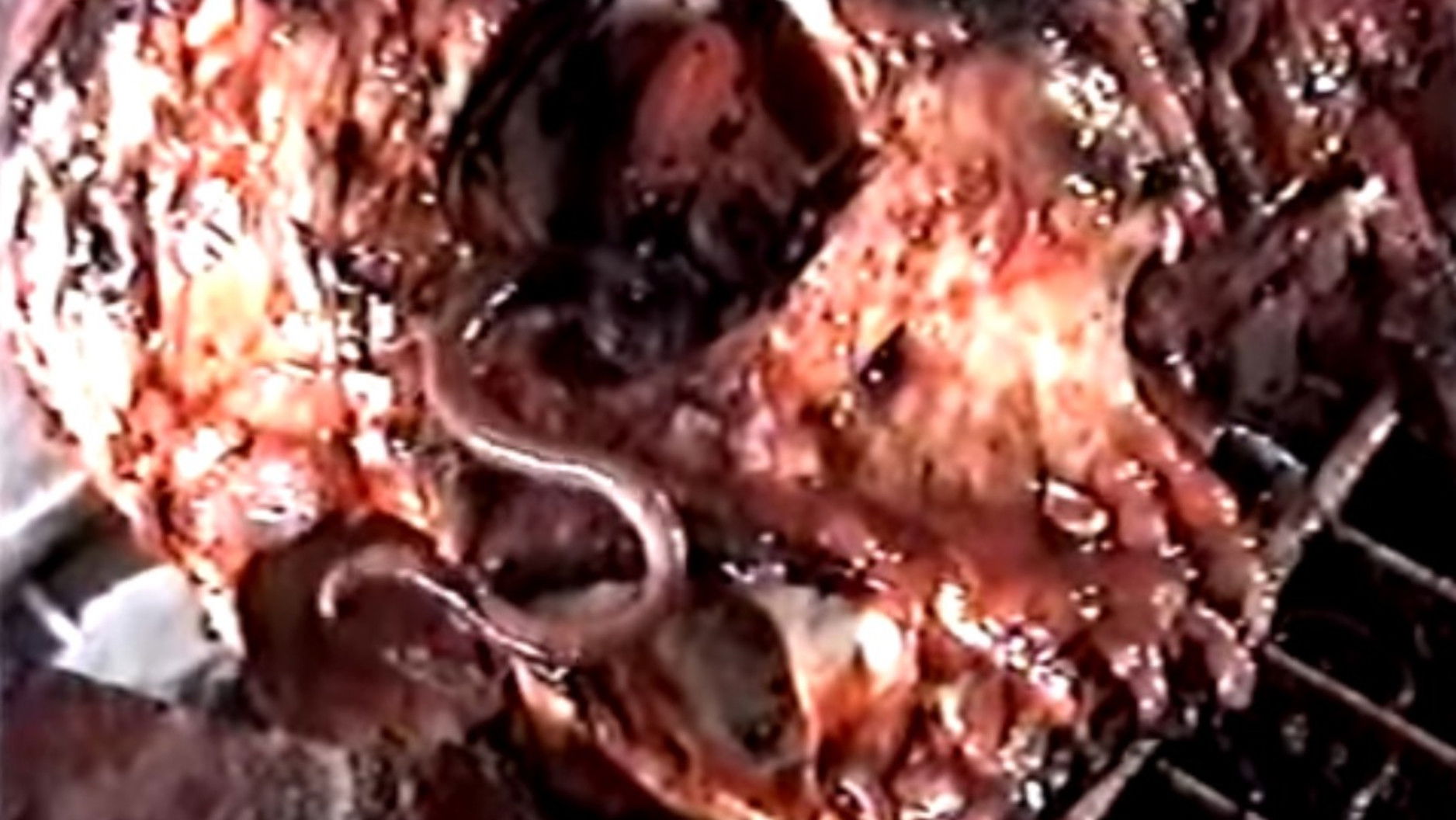 Harvest Brood Background