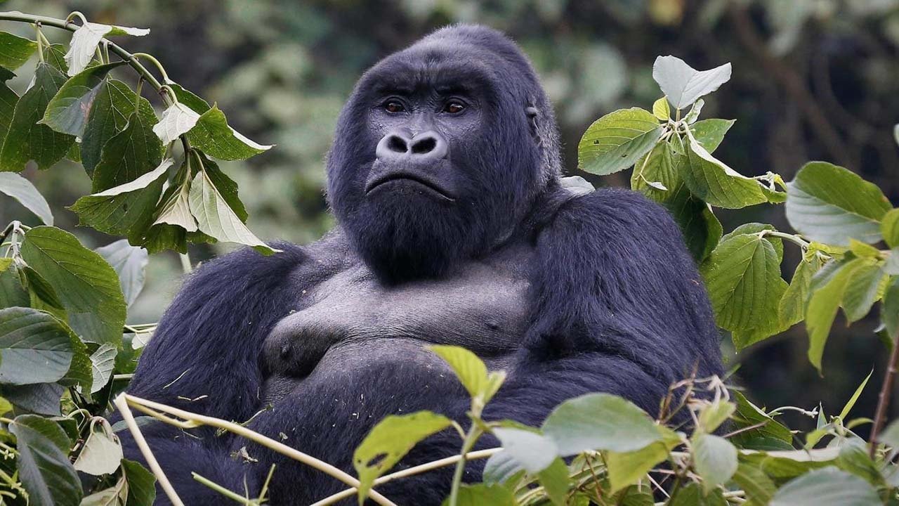 Mountain Gorilla Background