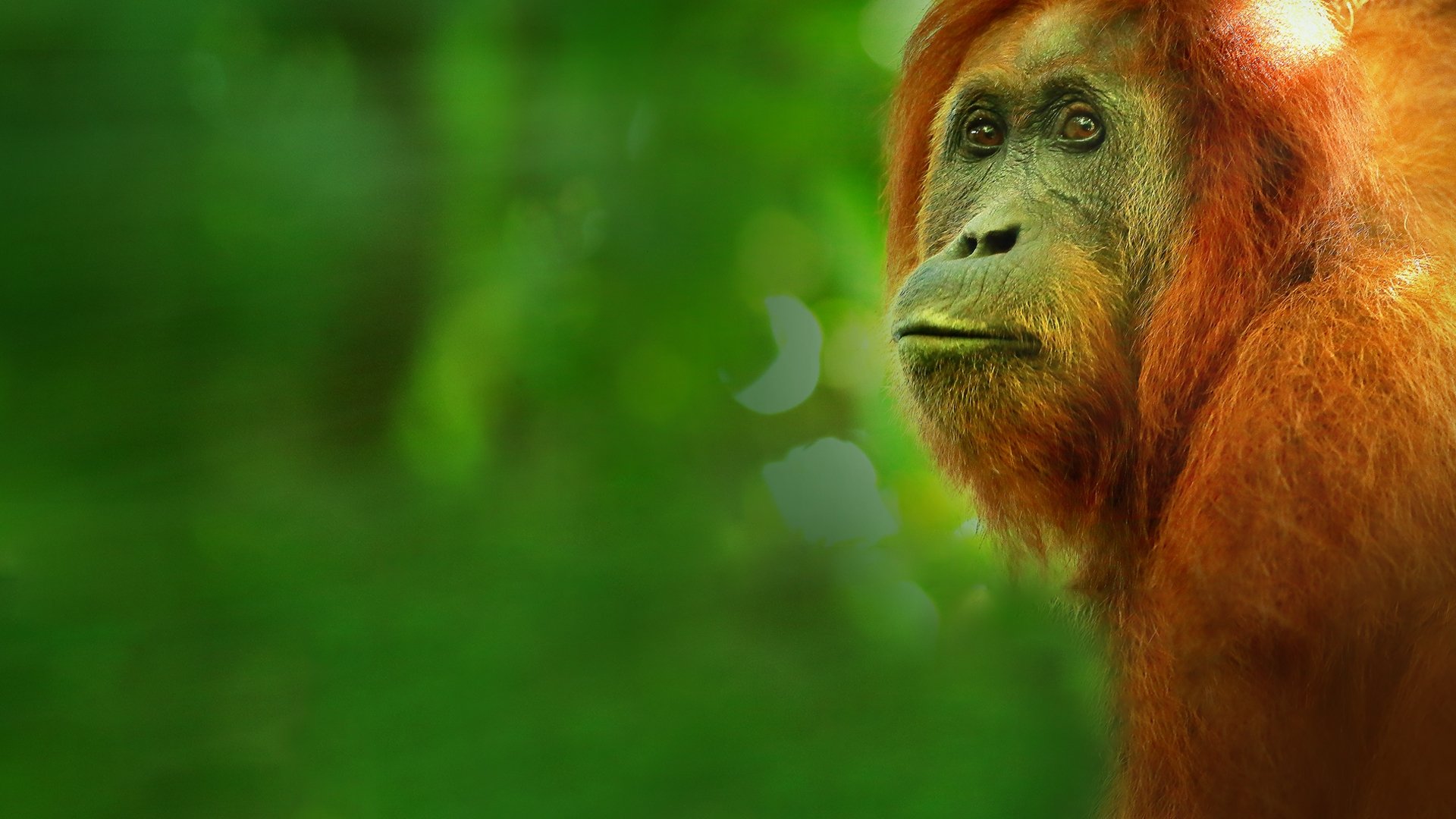 Paradise Islands Background