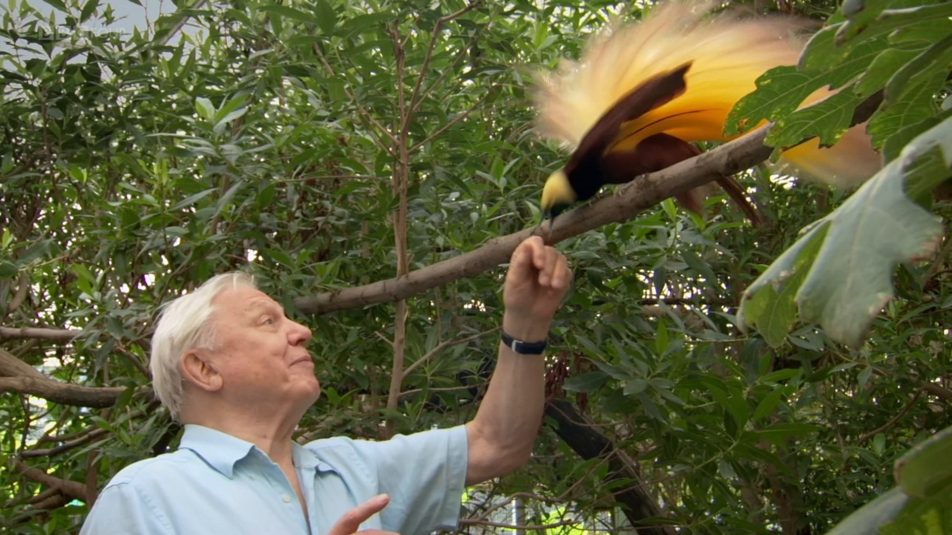 Attenborough's Paradise Birds Background
