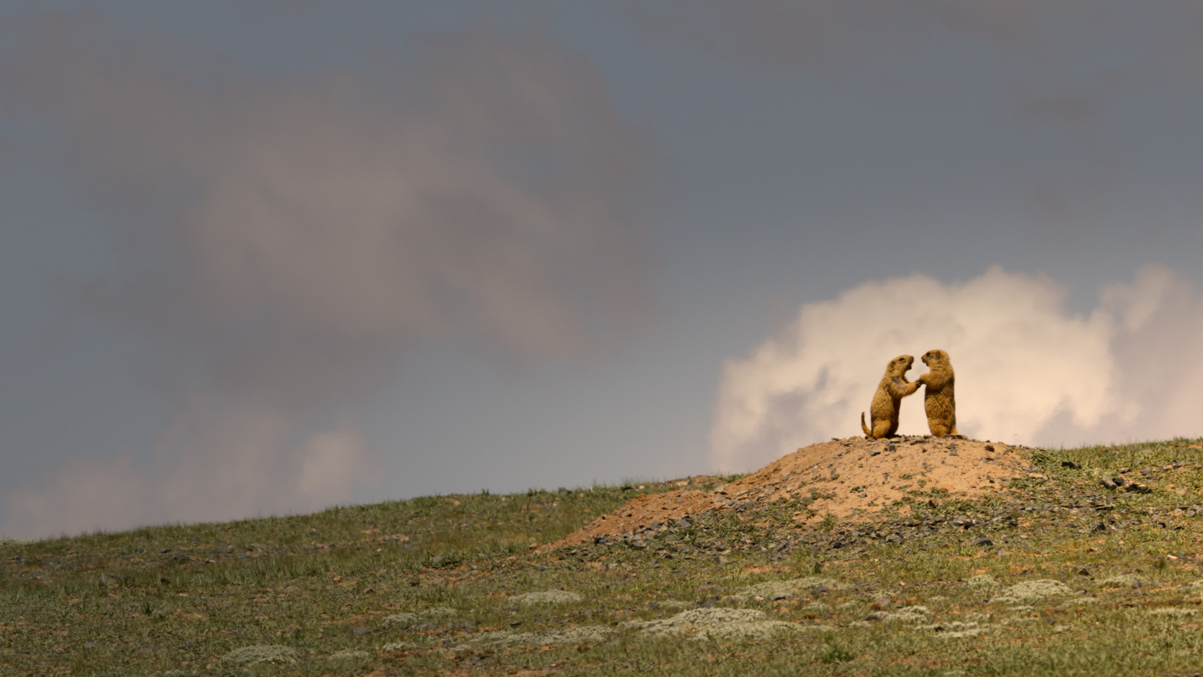 China's Wild Empire Background