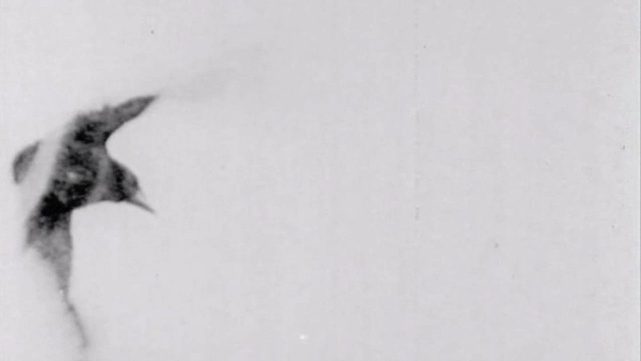 The Raven Background