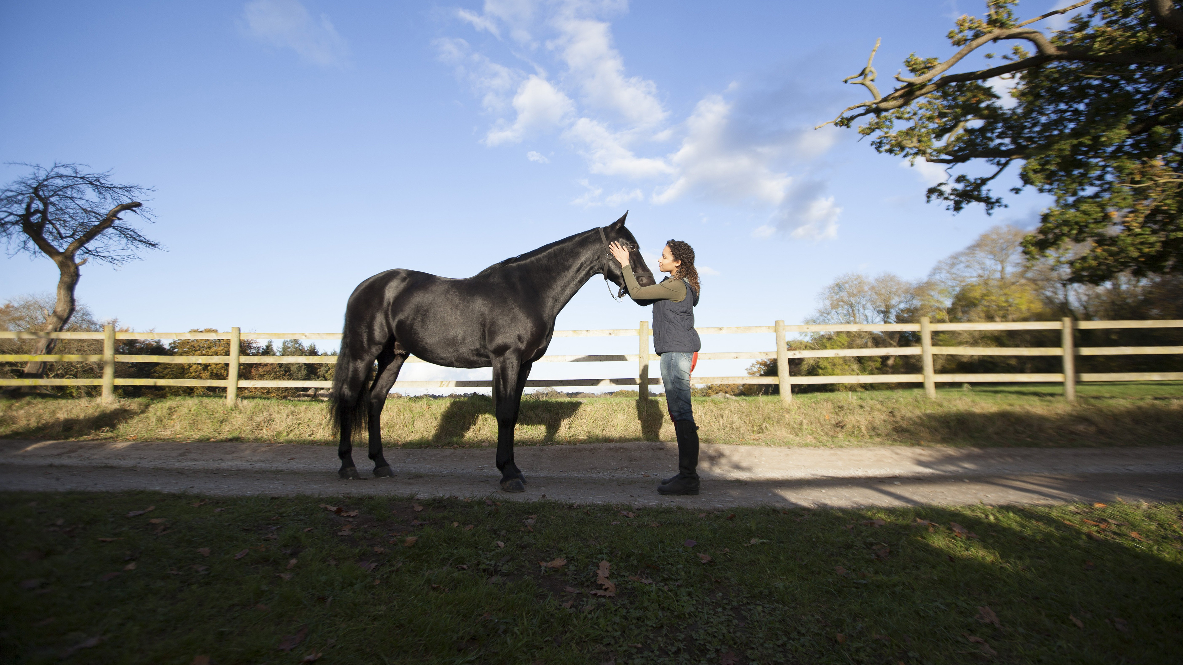 Free Rein Background