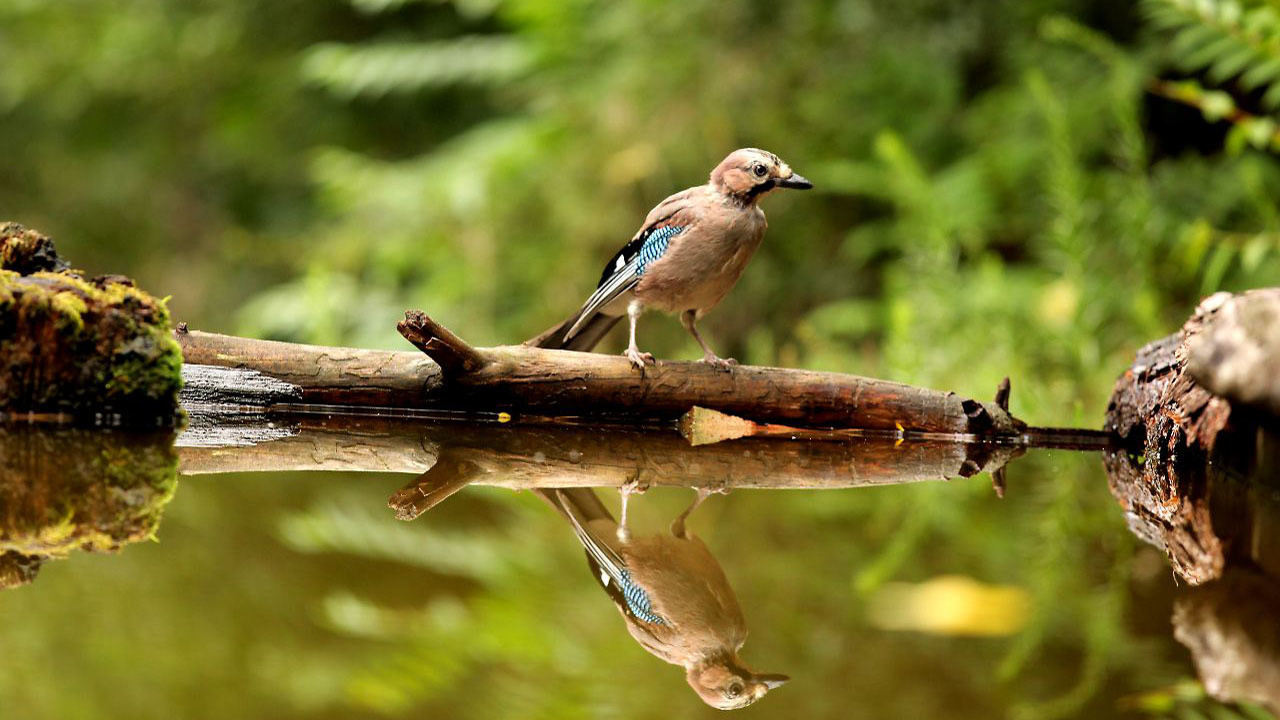 The Green Planet Background