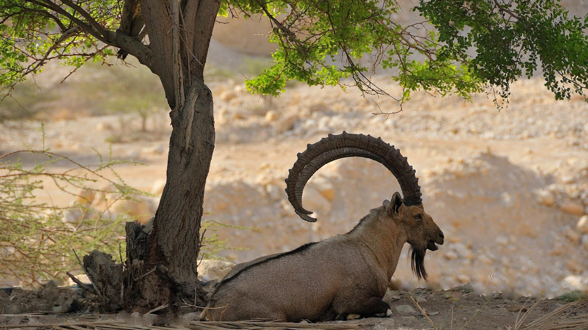 Eretz Bereishit Background