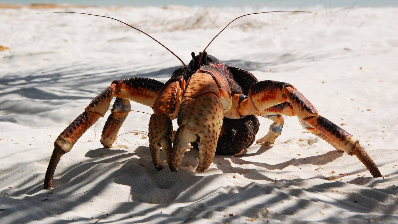 Aldabra: Once Upon an Island Background