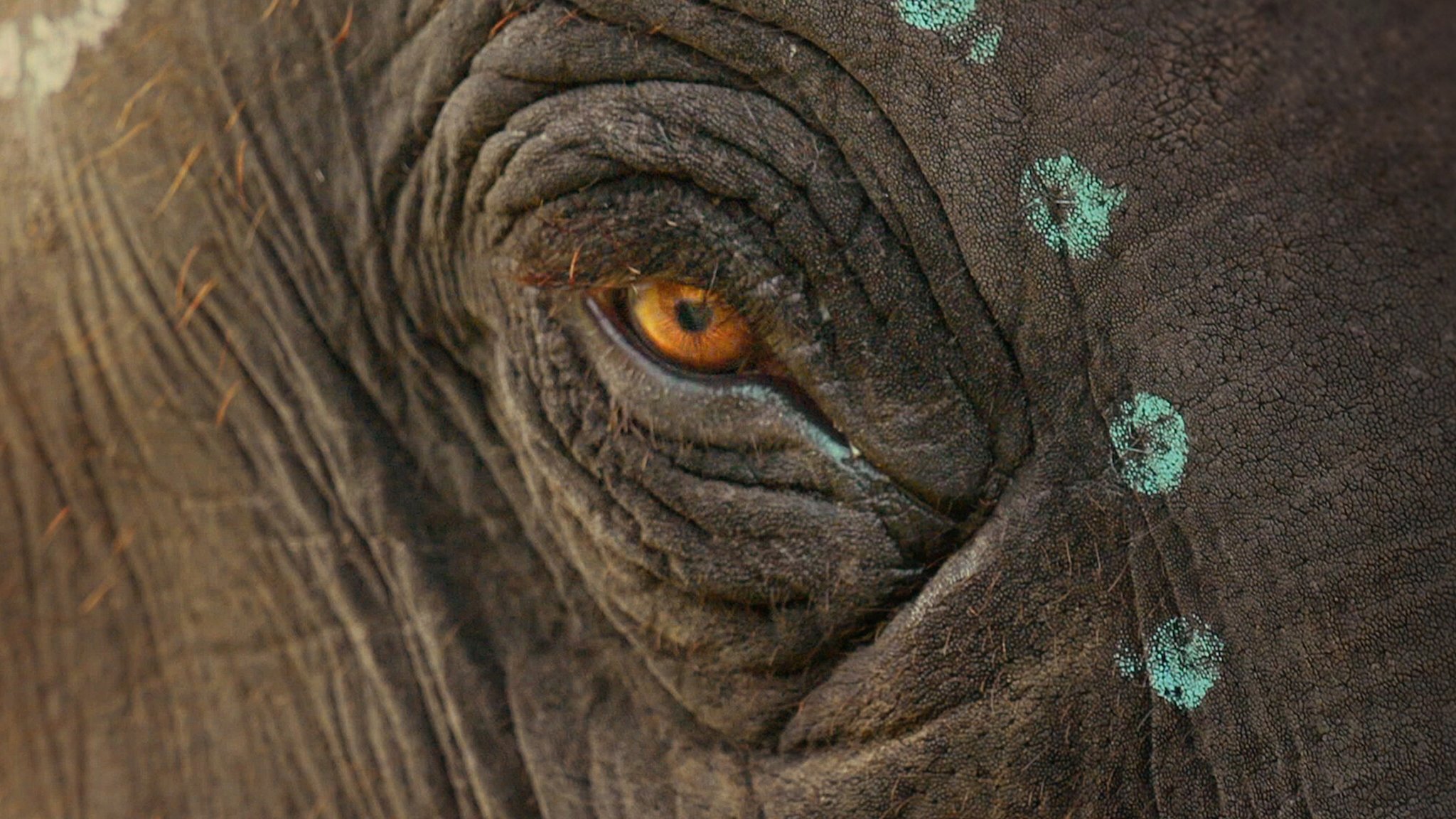 The Elephant Whisperers Background