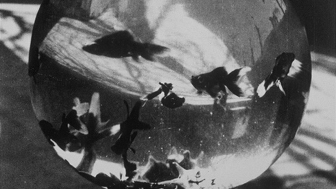 Bocal aux poissons rouges Background