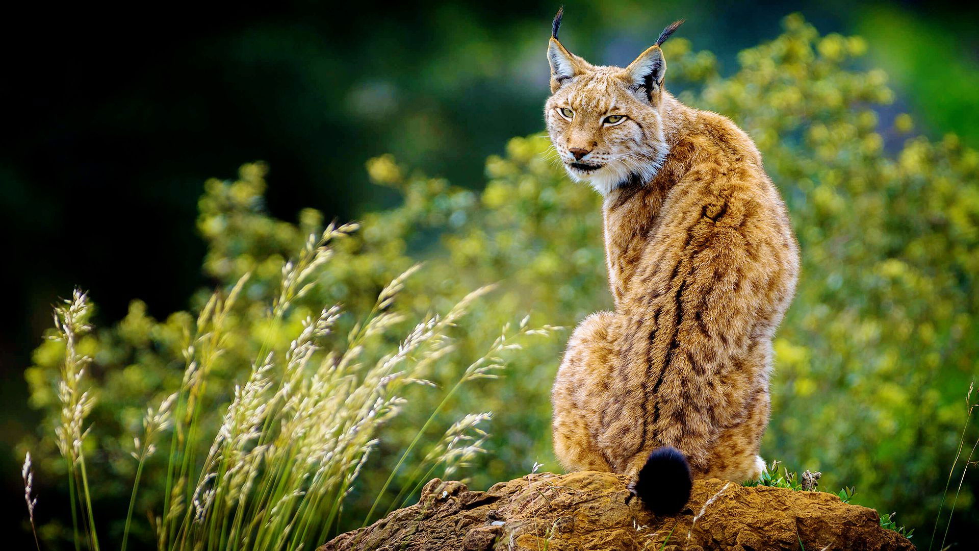 Wildes Baltikum Background