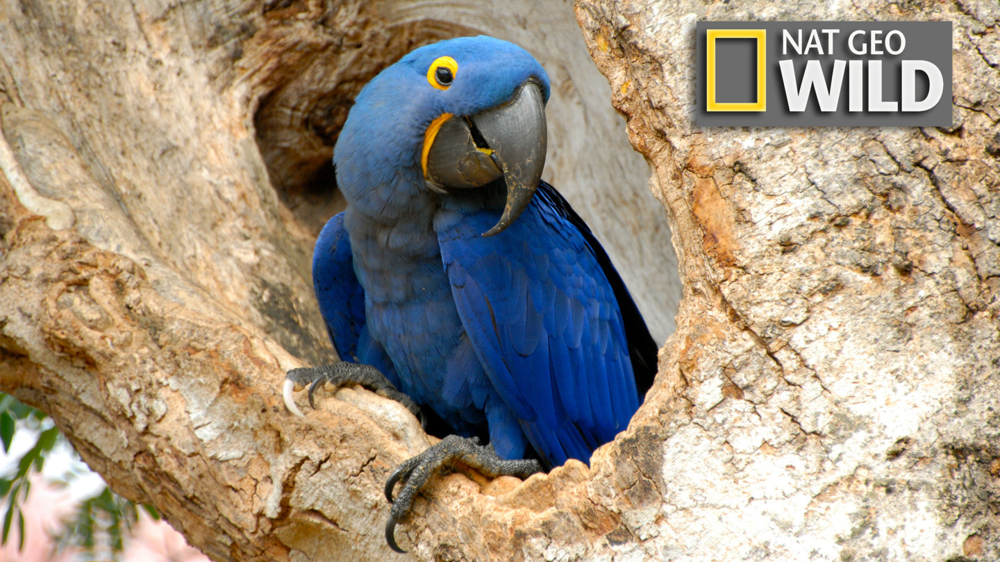 Wildest Latin America Background