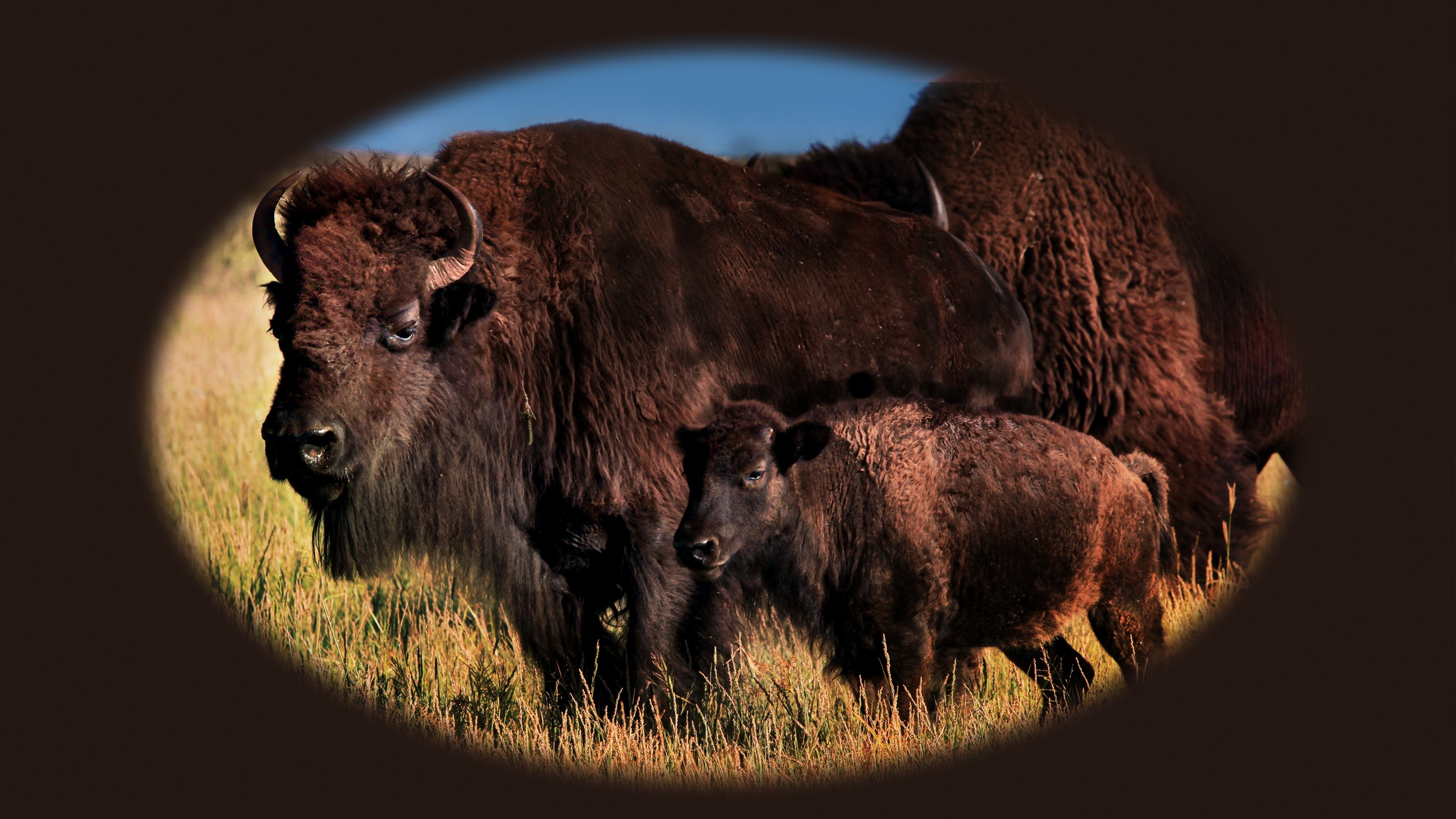 Mexico Untamed Background