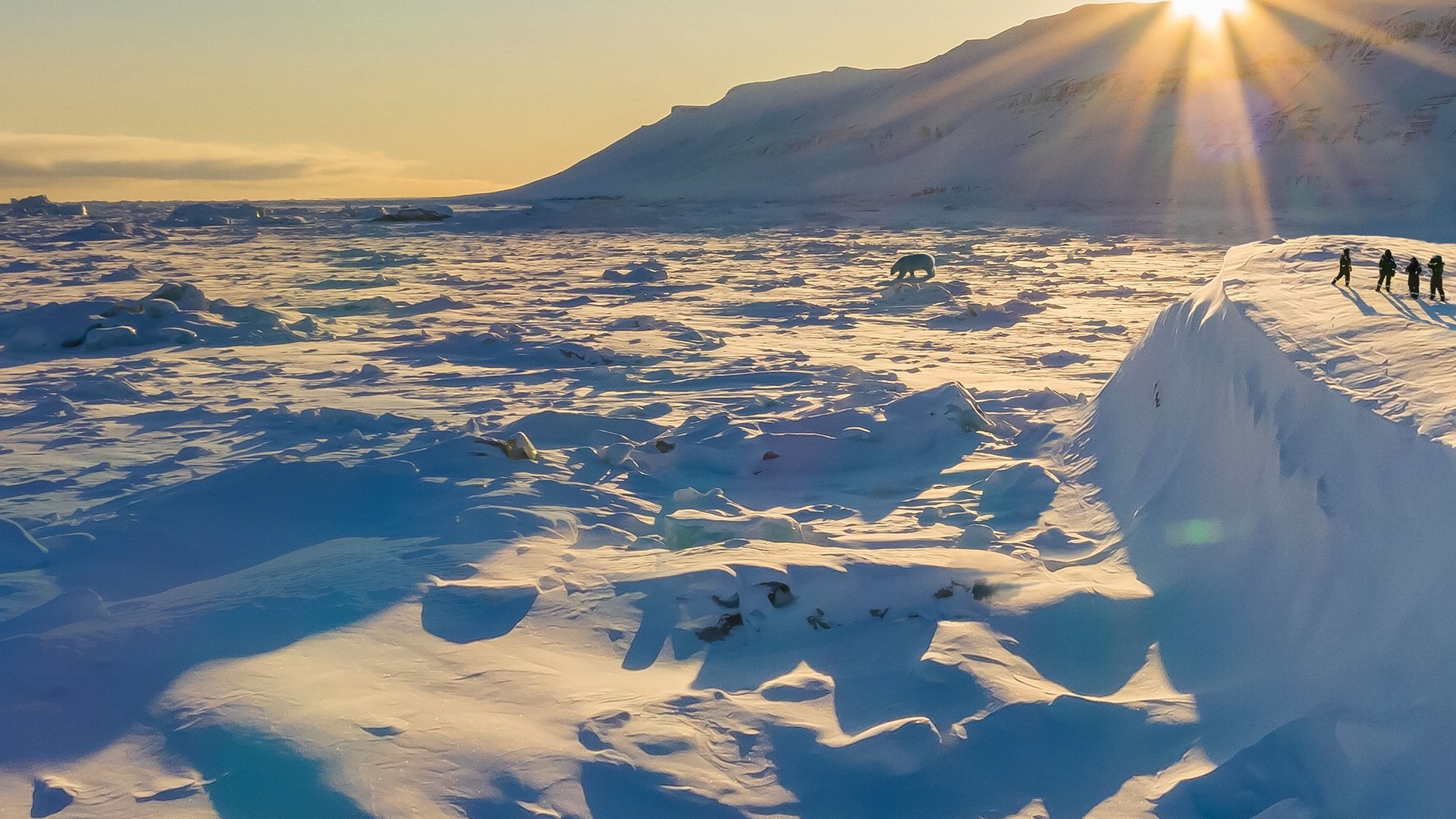 Bear Witness Background