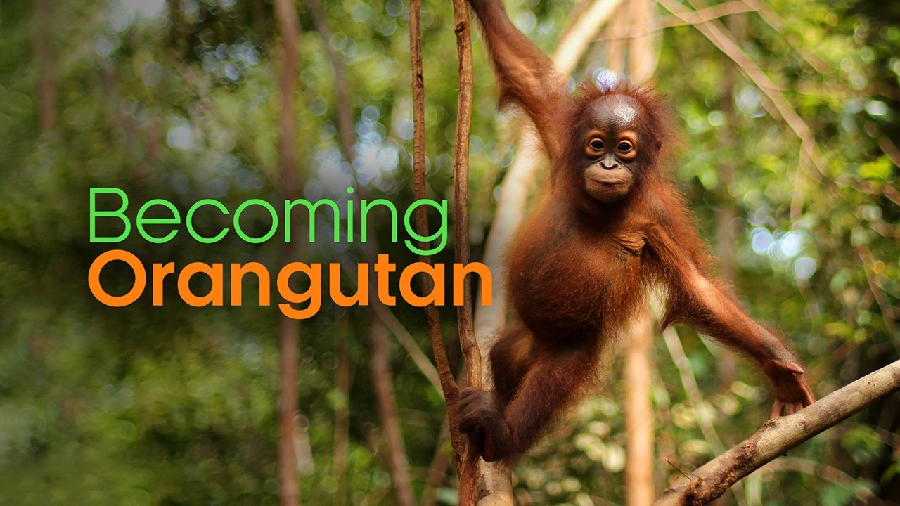 Becoming Orangutan Background