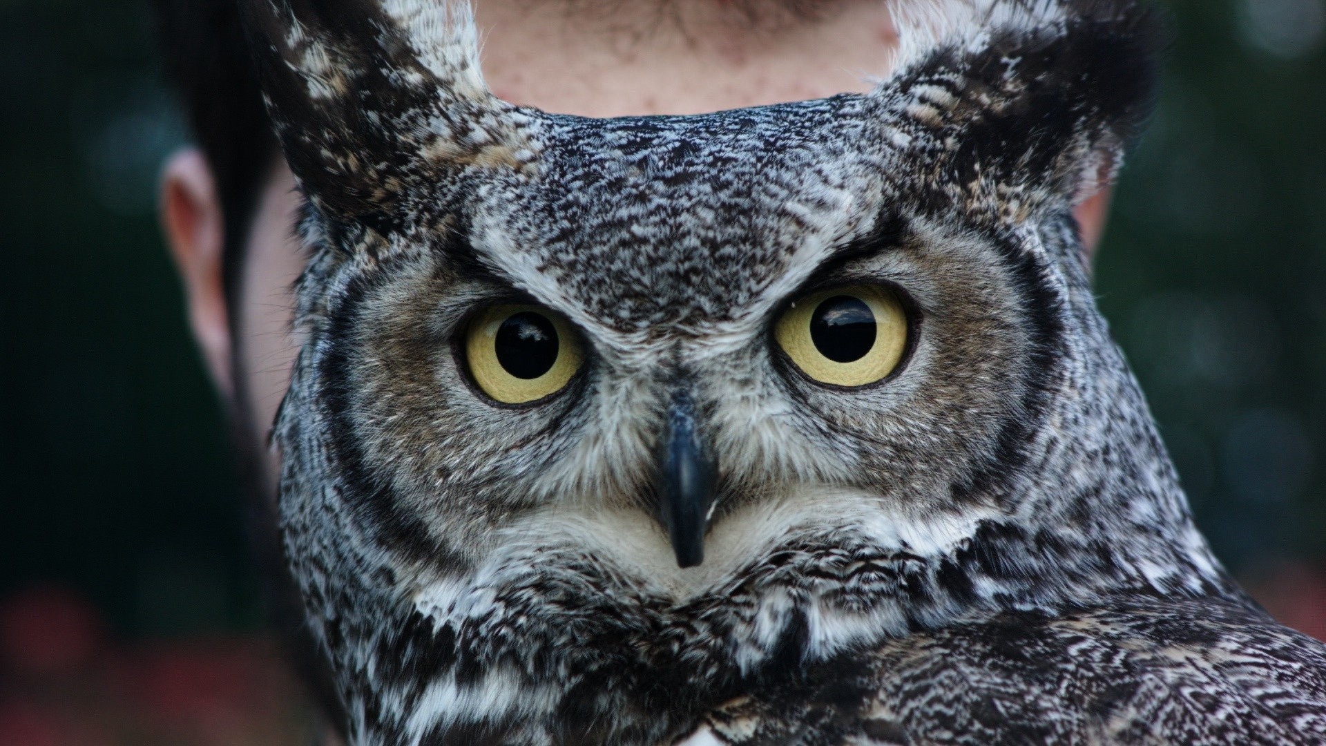 RES CREATA - Humans and other animals Background