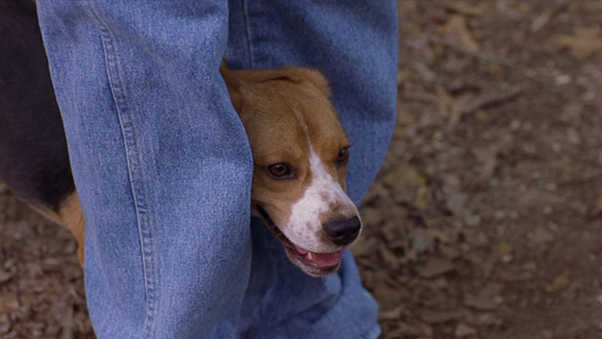 Saving Shiloh Background