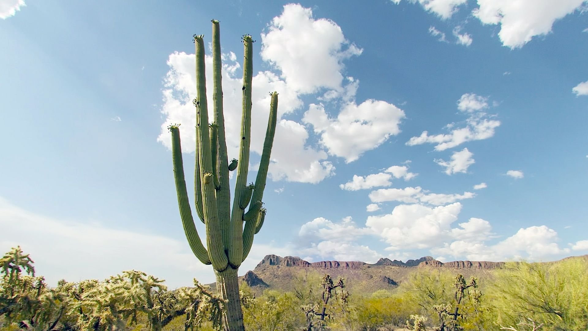 Kaktus Hotel Background
