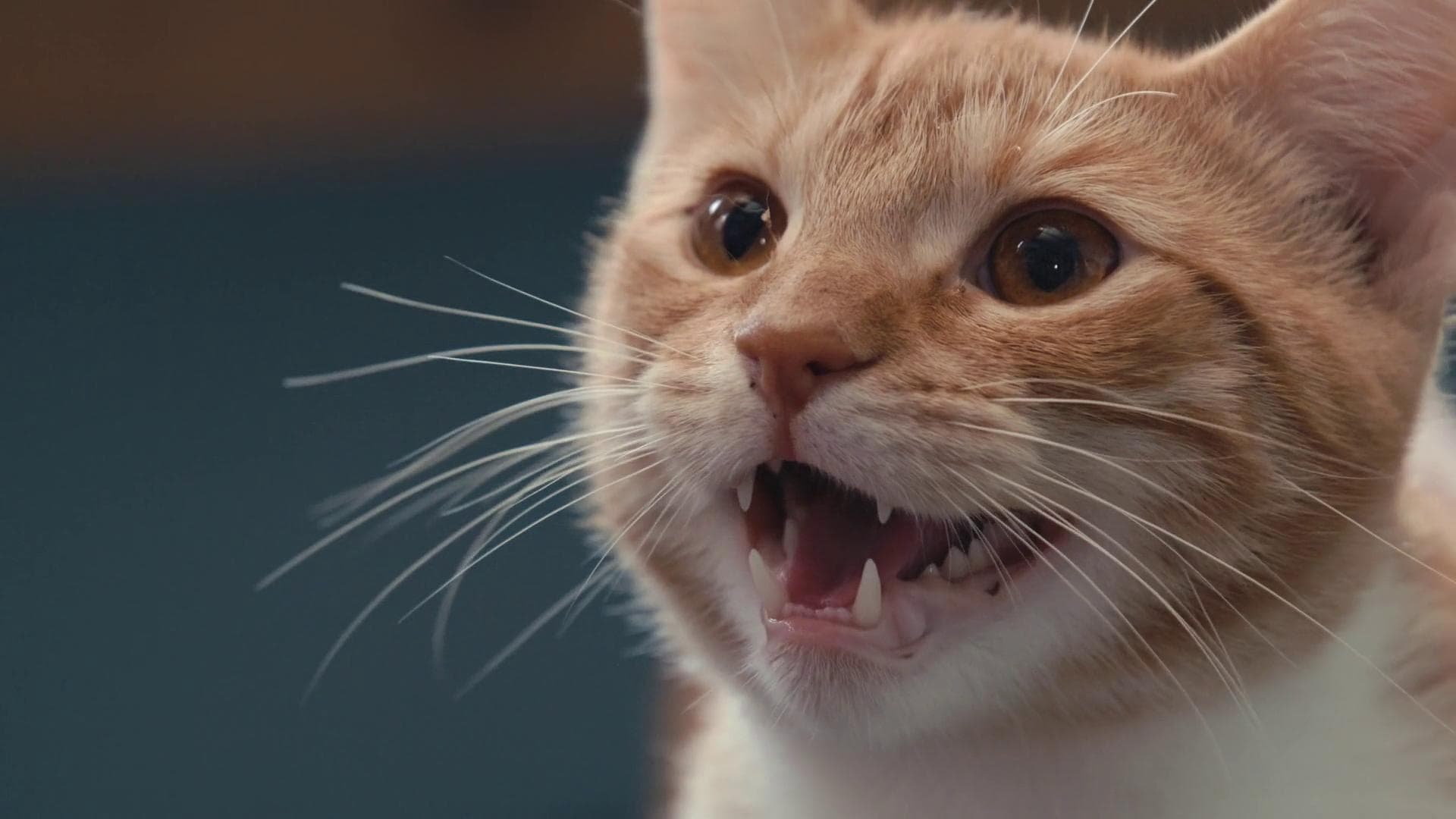 Inside the Mind of a Cat Background