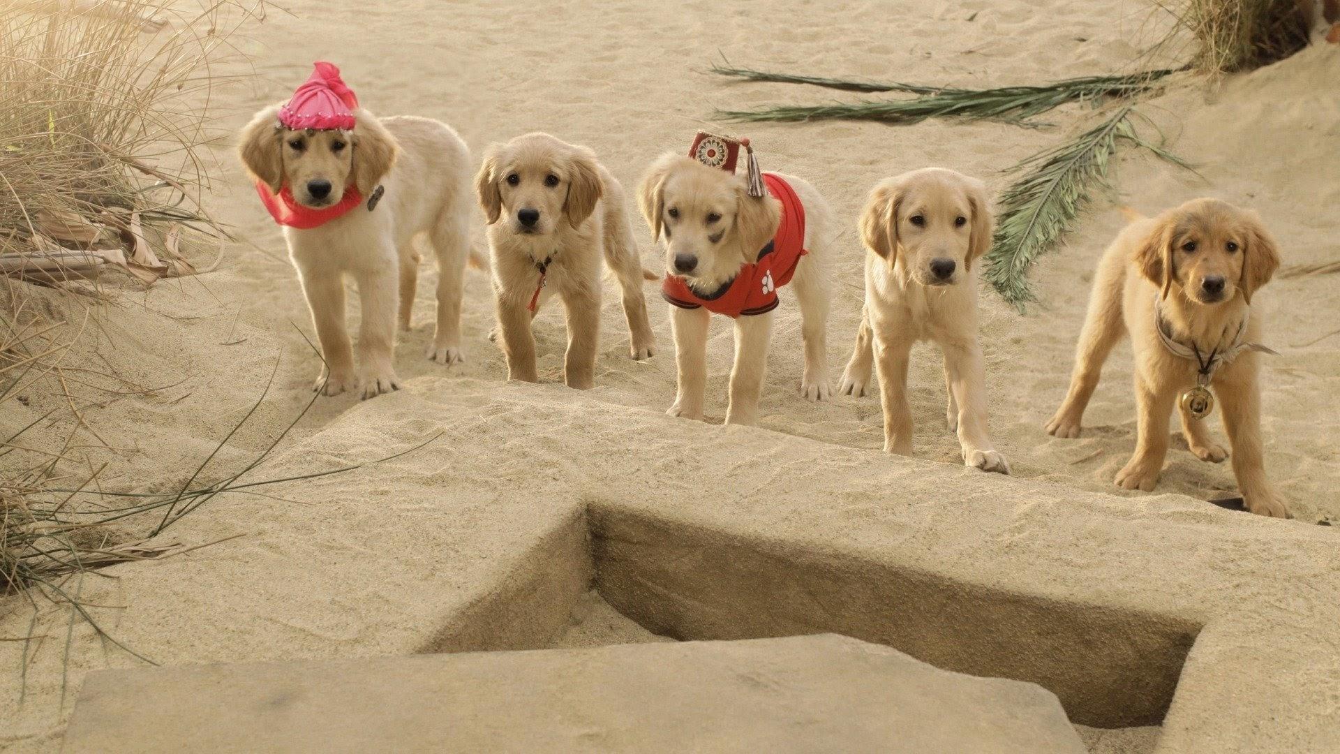 Treasure Buddies Background