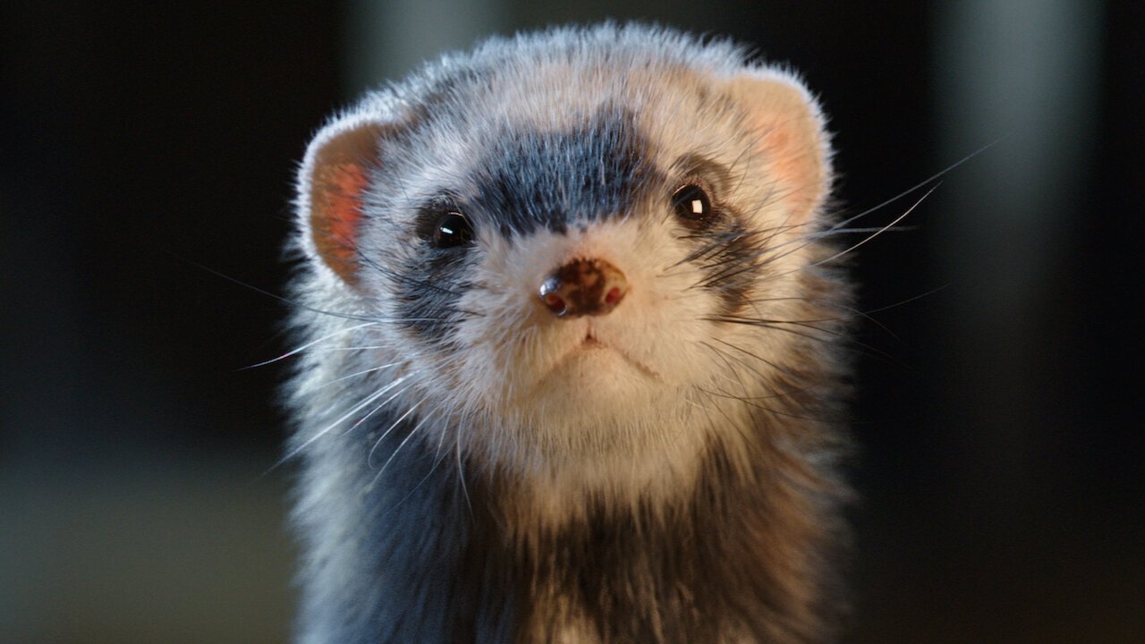 Joy of Fatherhood Background