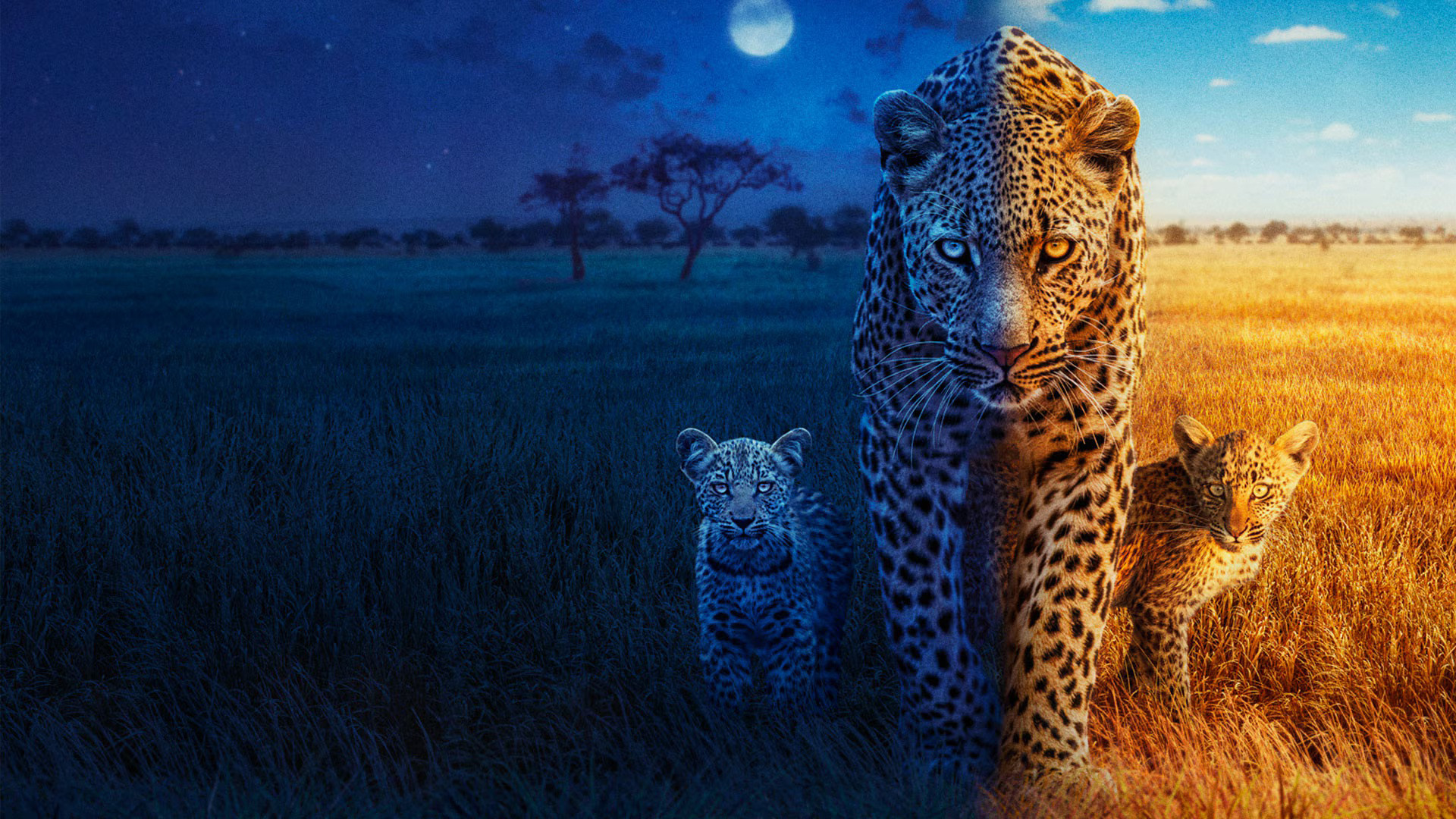 Big Cats 24/7 Background