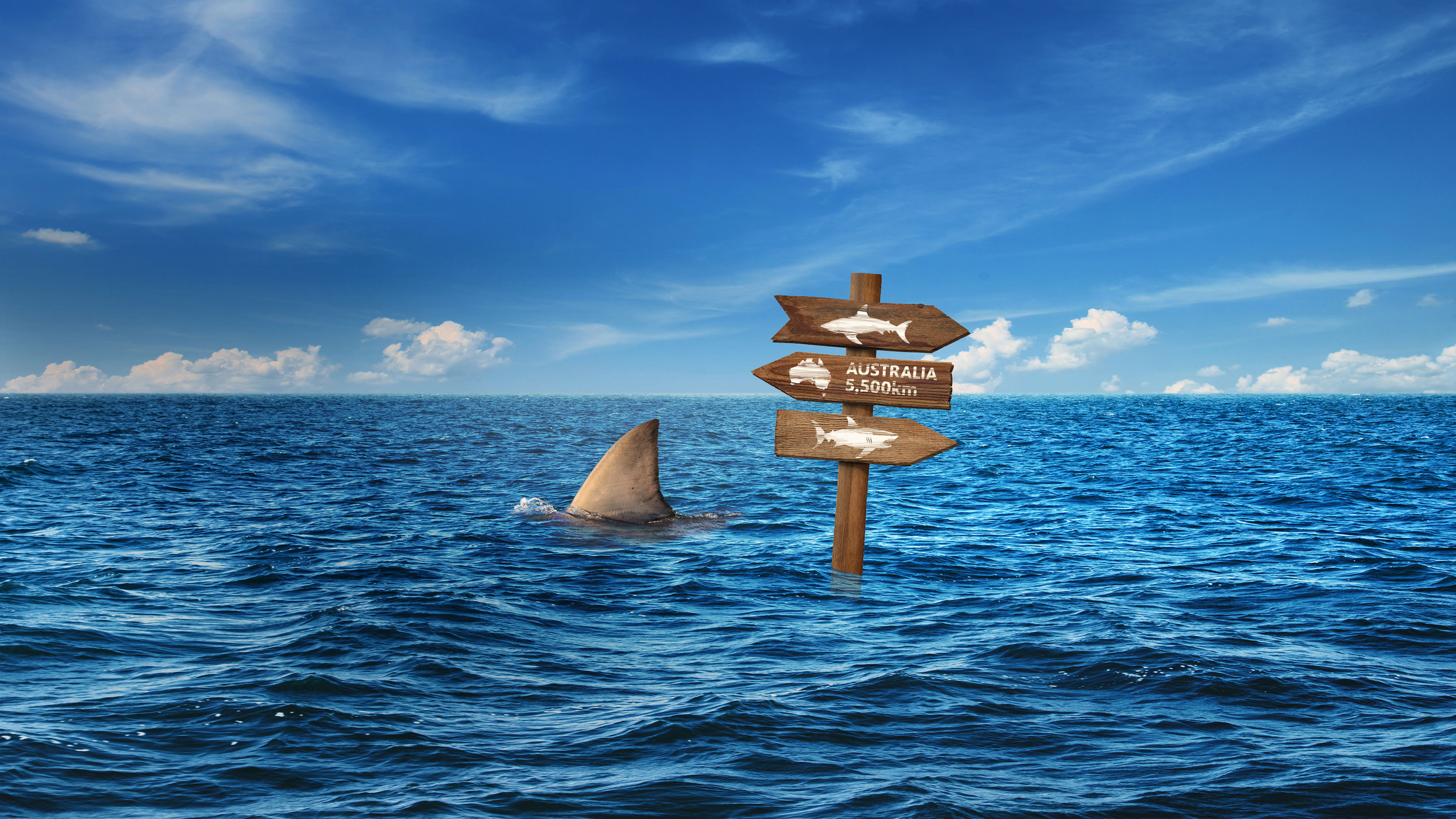 Super Shark Highway Background