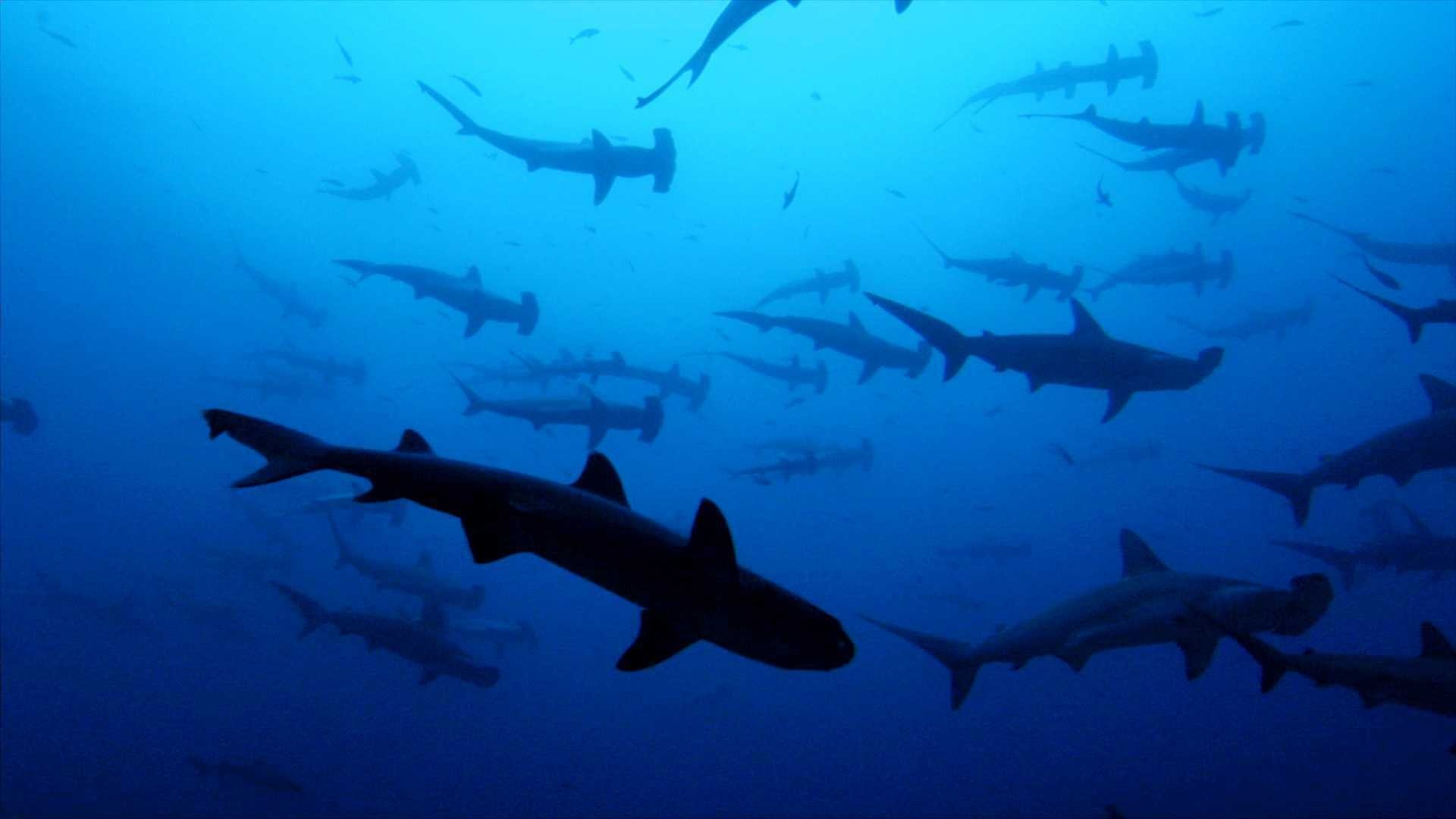 Sharkwater Background