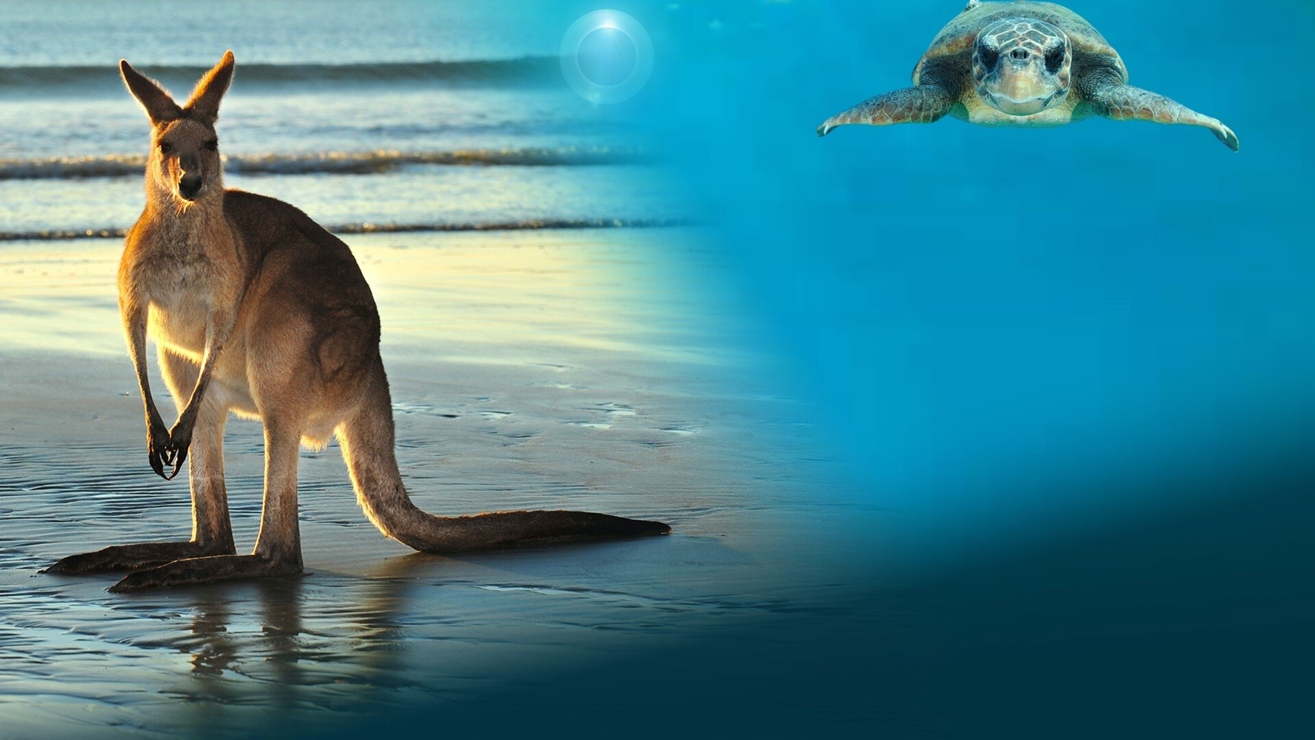 Animals with Cameras Background