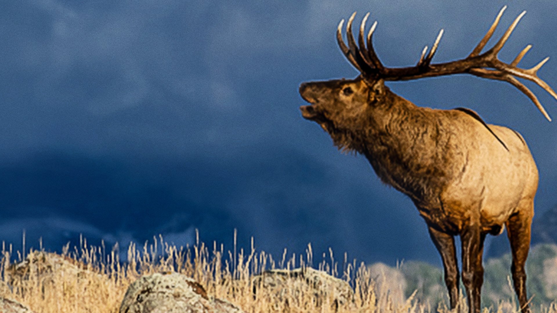 The Olympic Elk Background