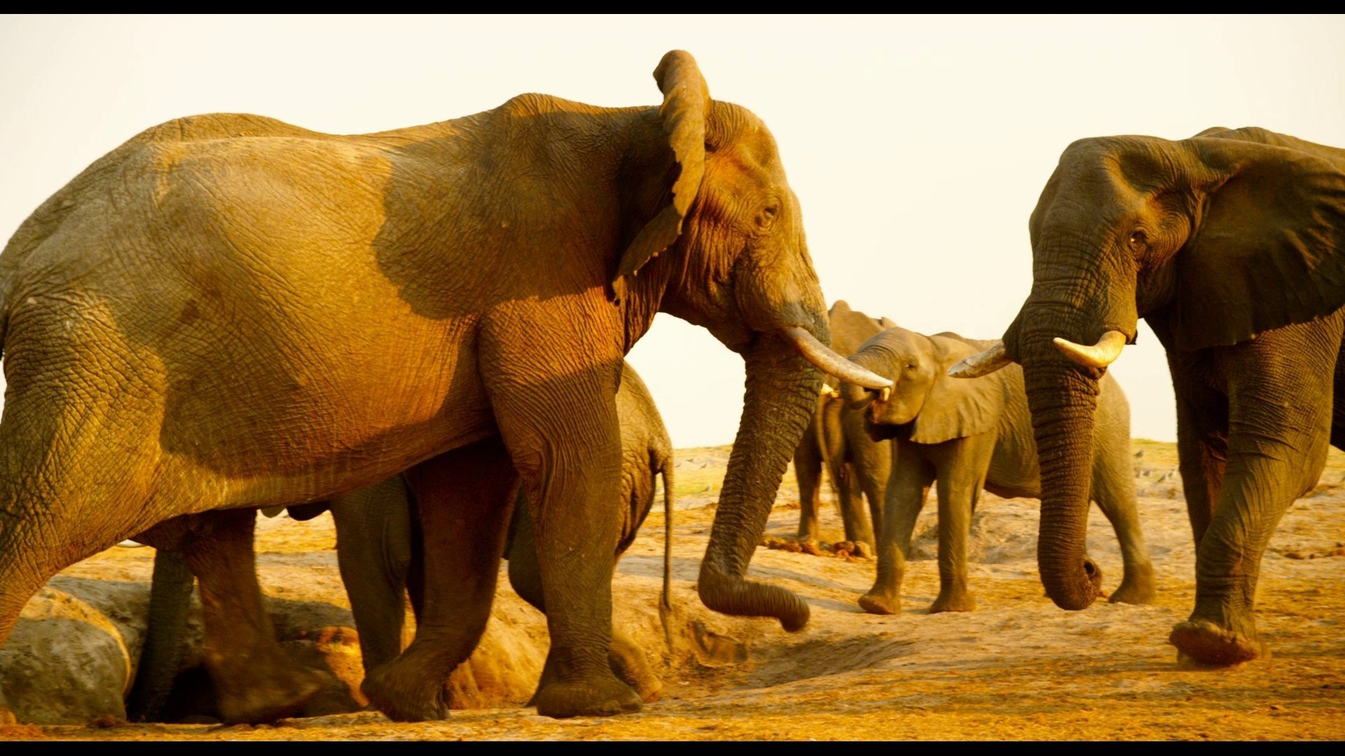 Enchanted Kingdom Background