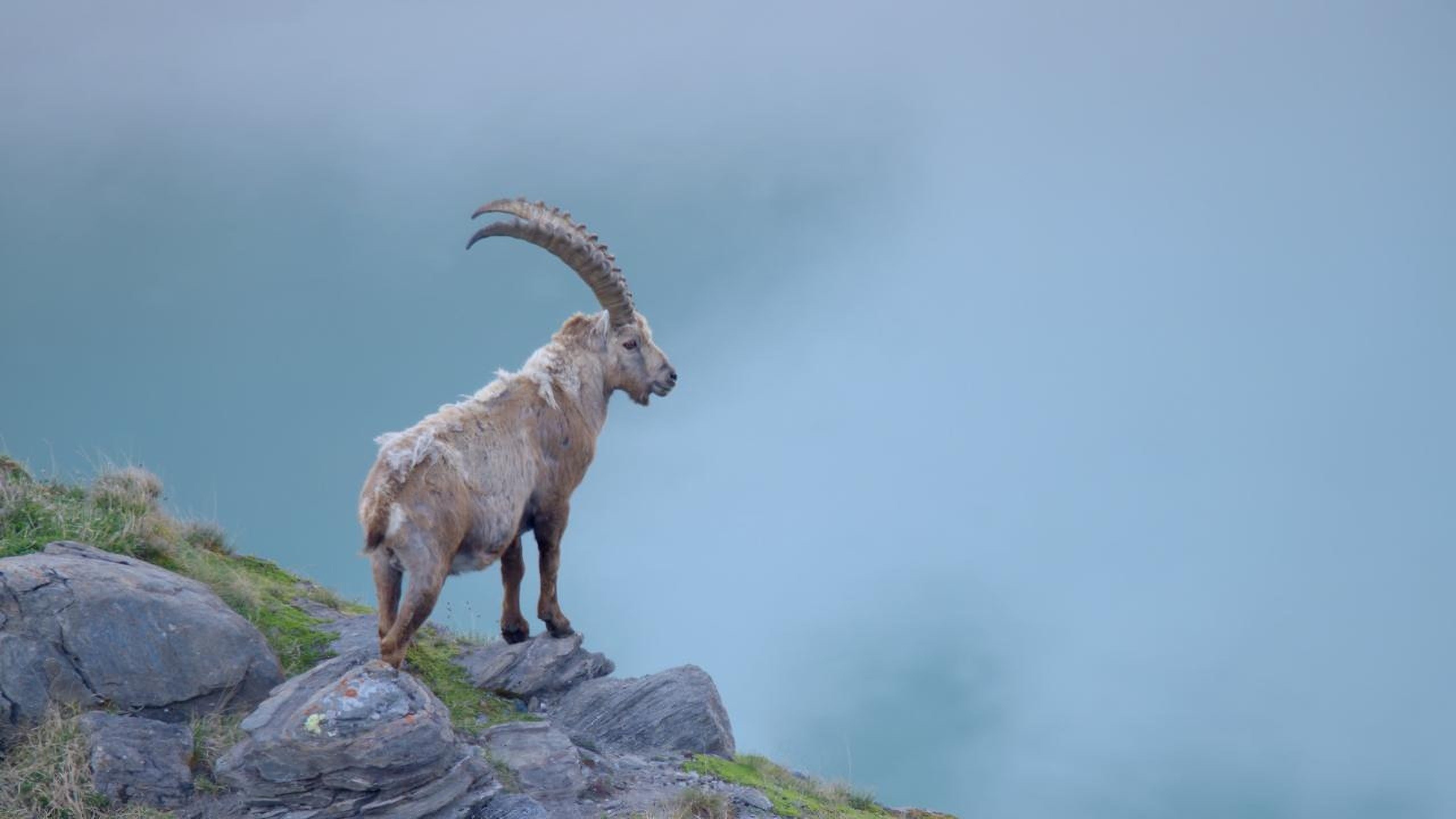 Austria's Wild Heritage - One Country Six National Parks Background
