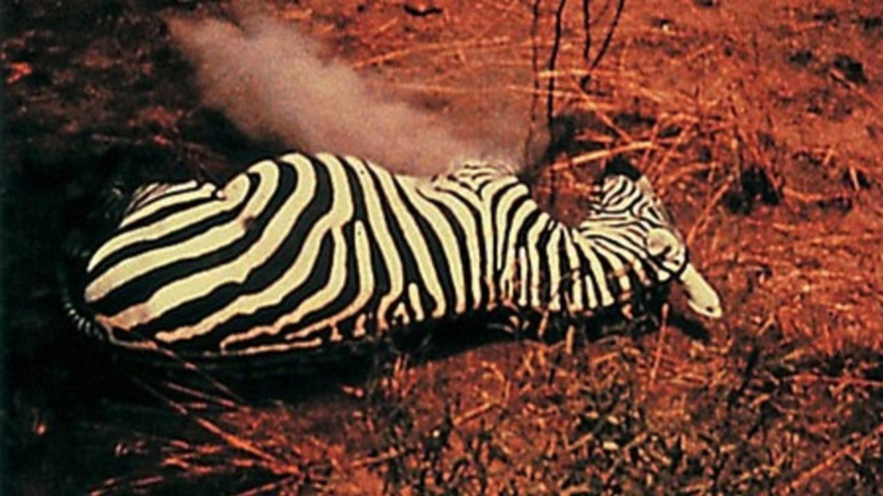 Our Trip to Africa Background