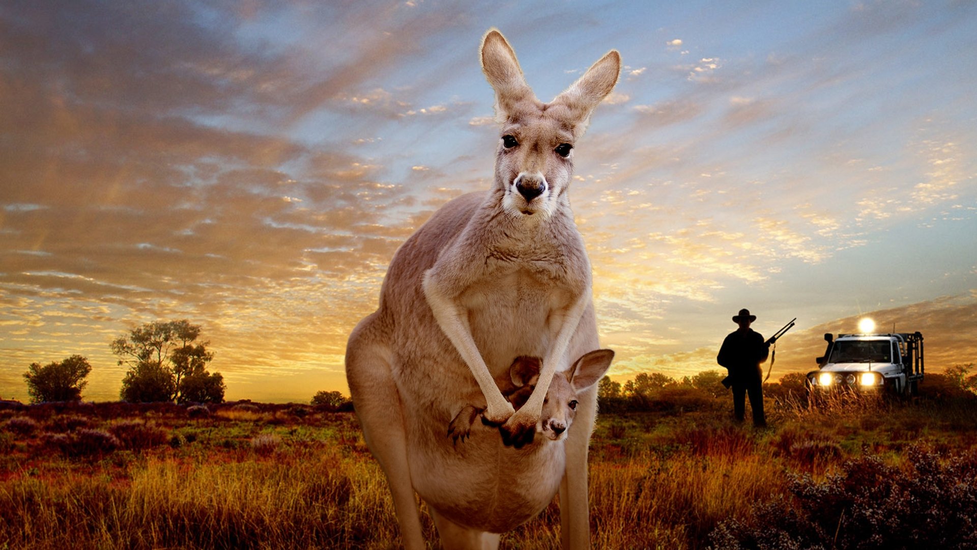 Kangaroo: A Love-Hate Story Background