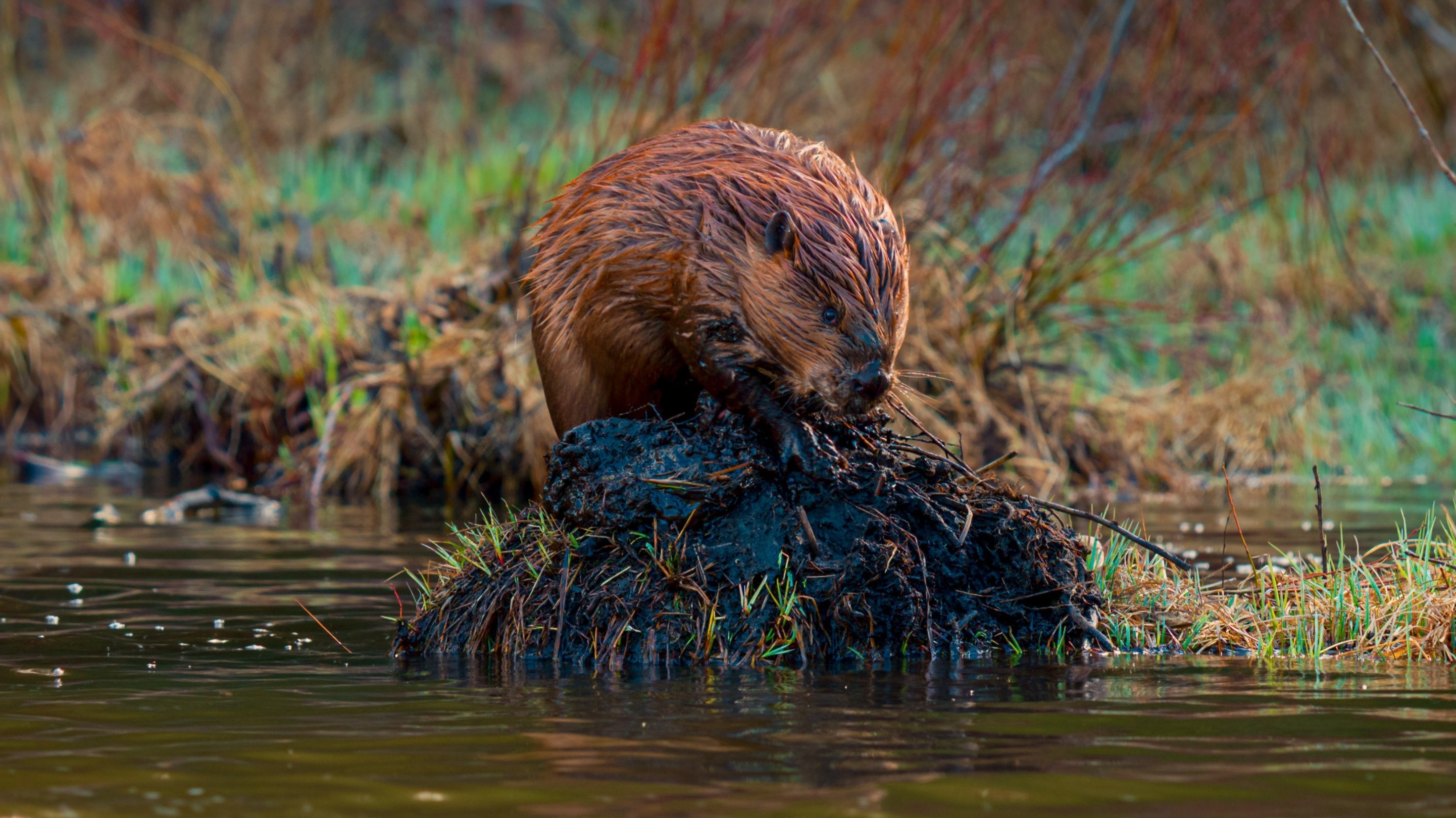 The American Southwest Background