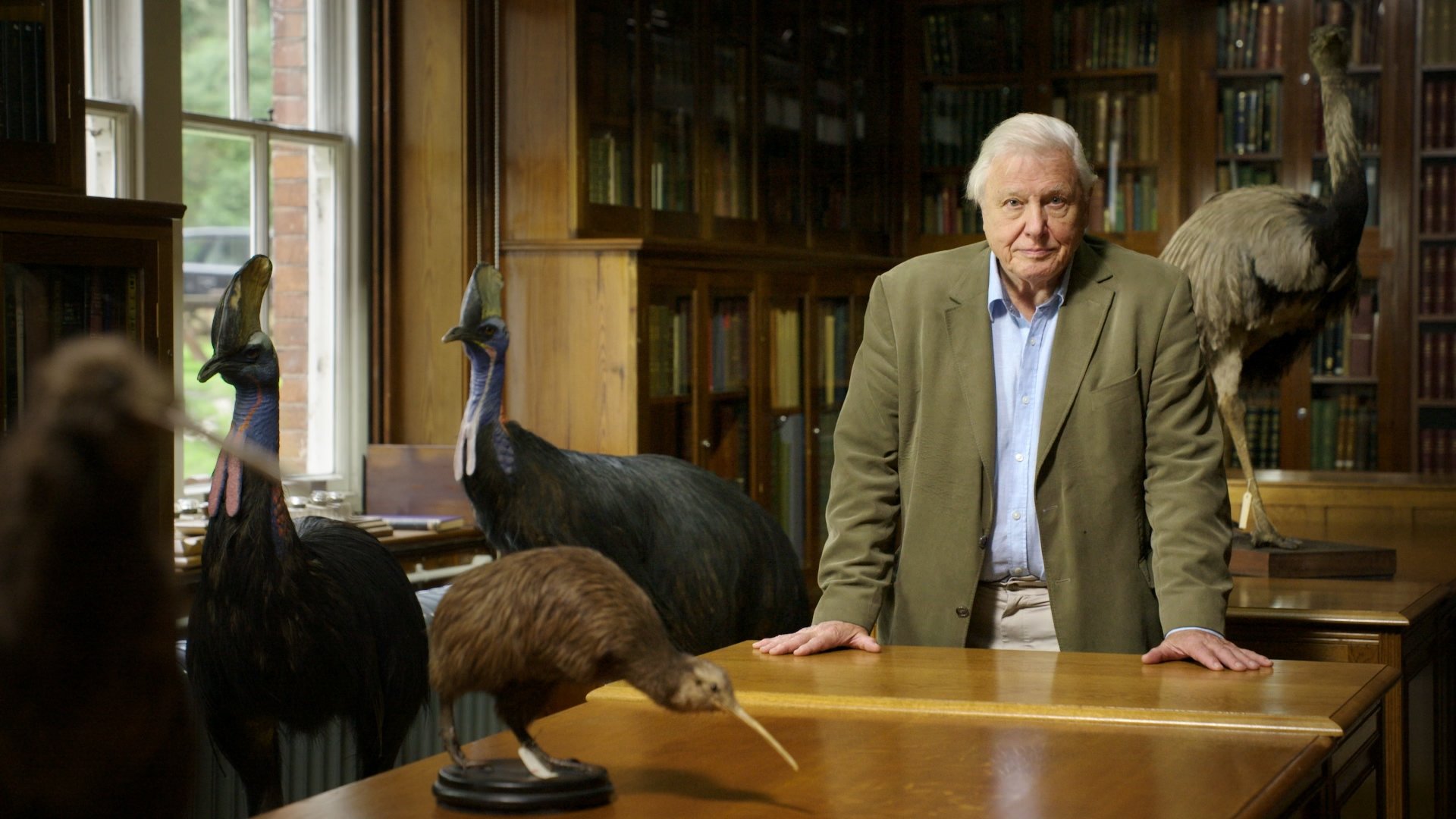 Attenborough's Big Birds Background