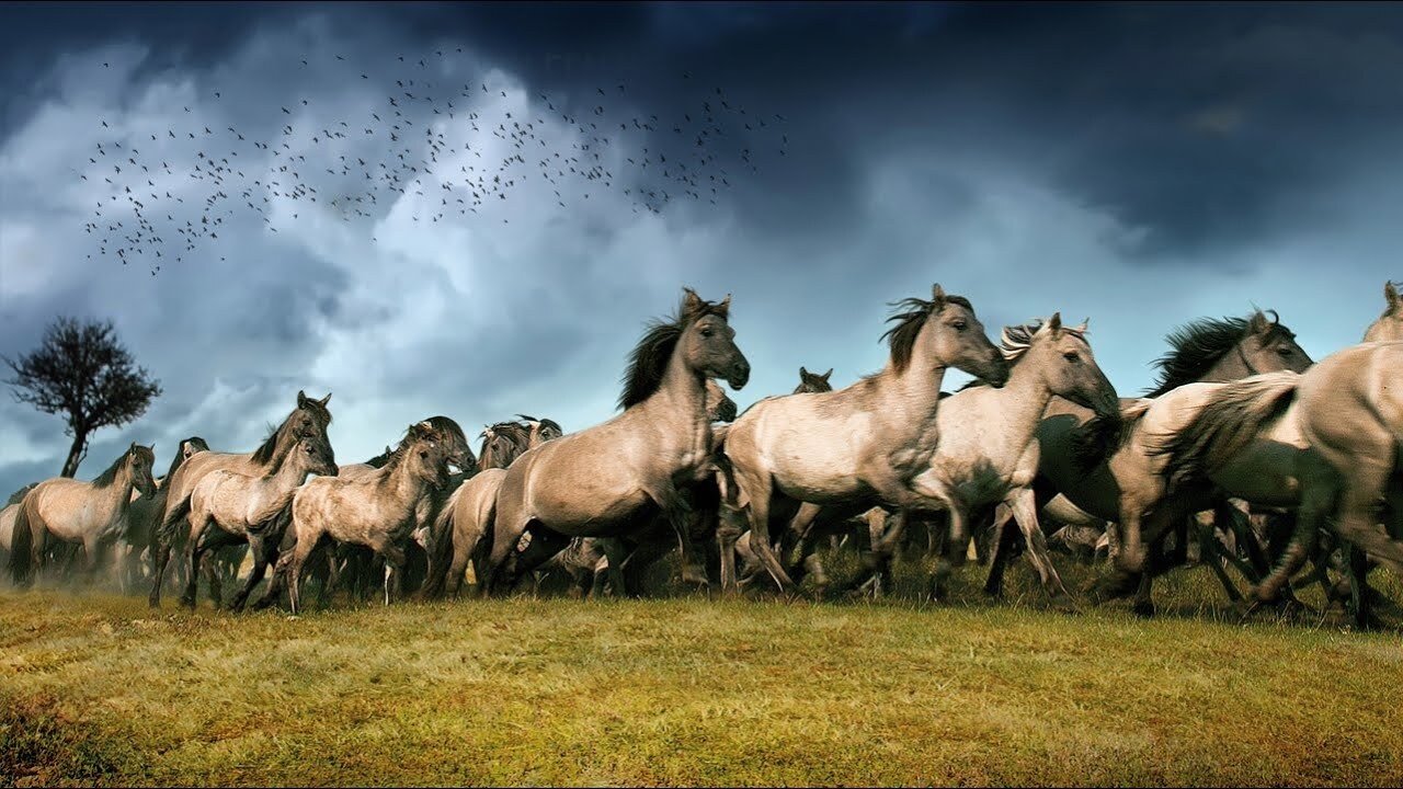 The New Wilderness Background