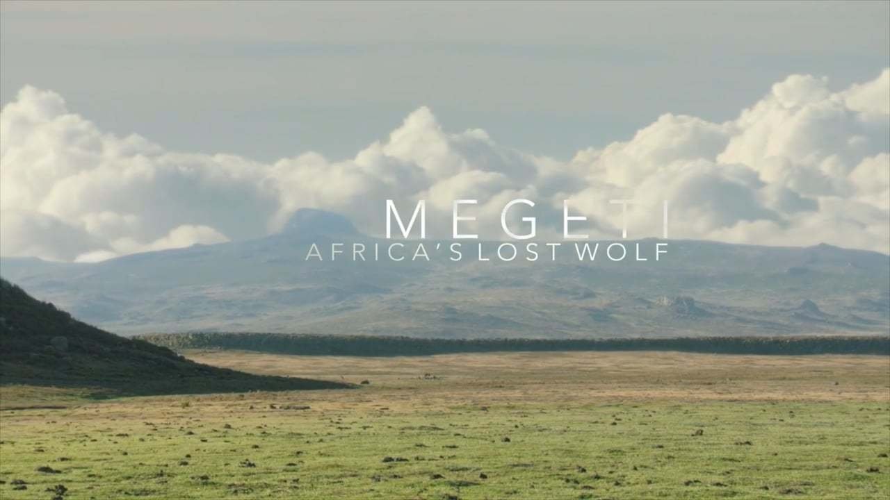 Megeti - Africa's Lost Wolf Background
