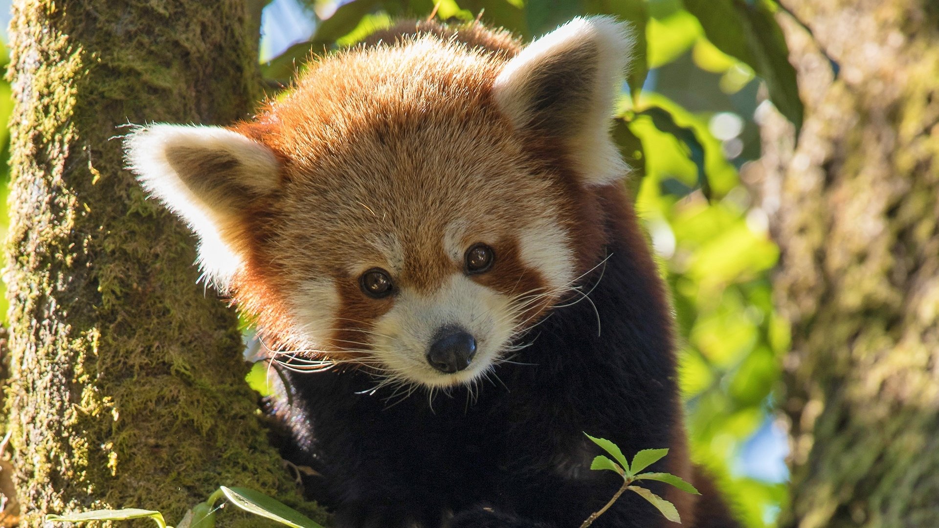 Red Panda: World's Cutest Animal Background