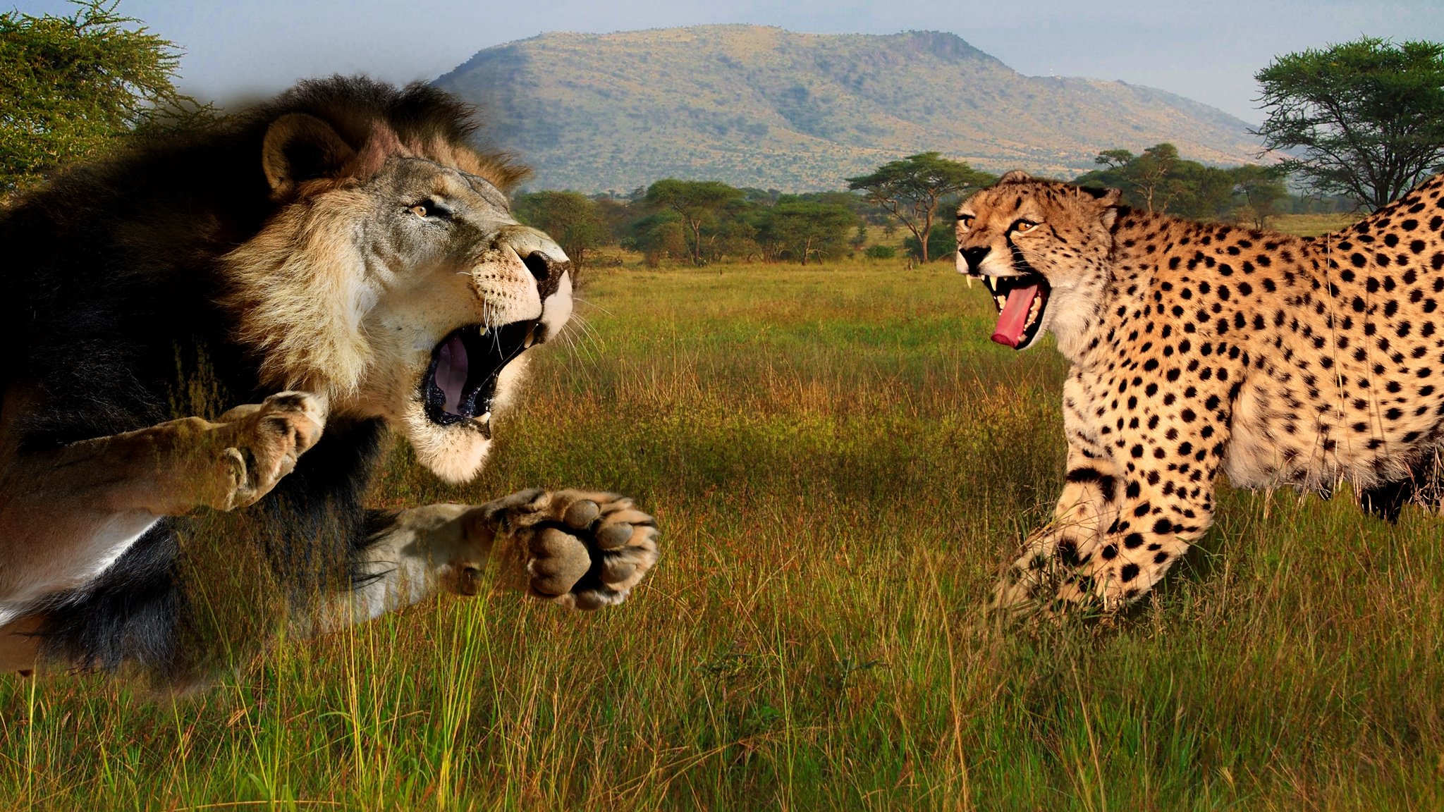 Cat Wars: Lion vs. Cheetah Background