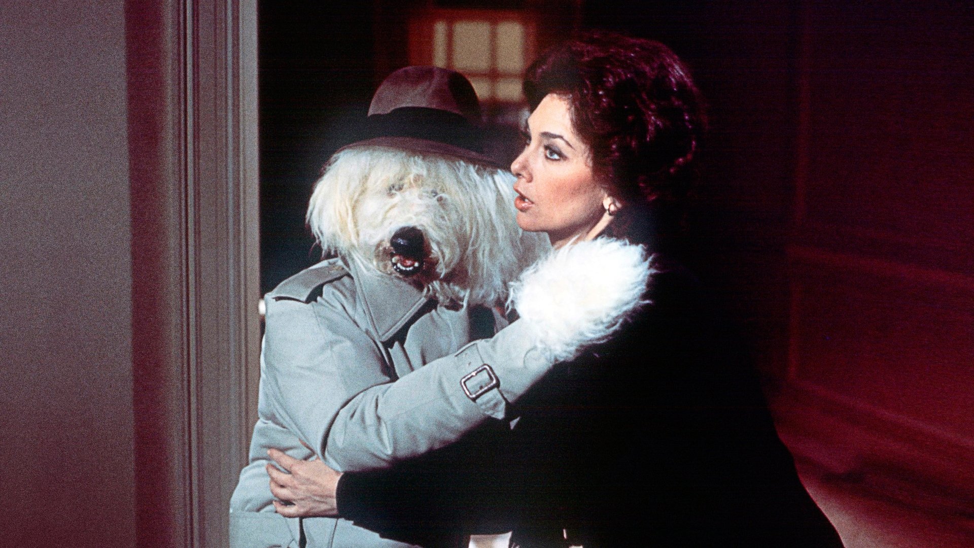 The Shaggy D.A. Background