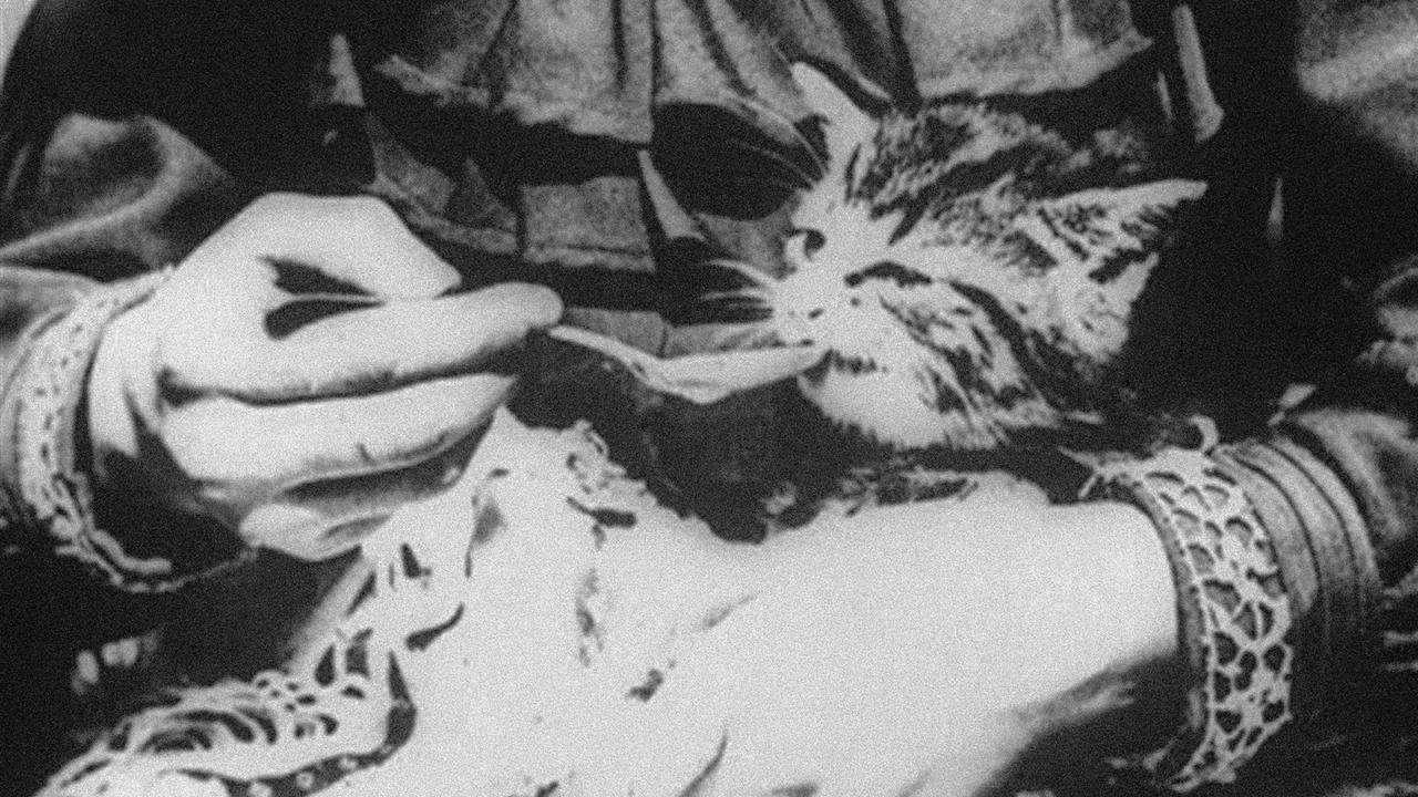 The Sick Kitten Background