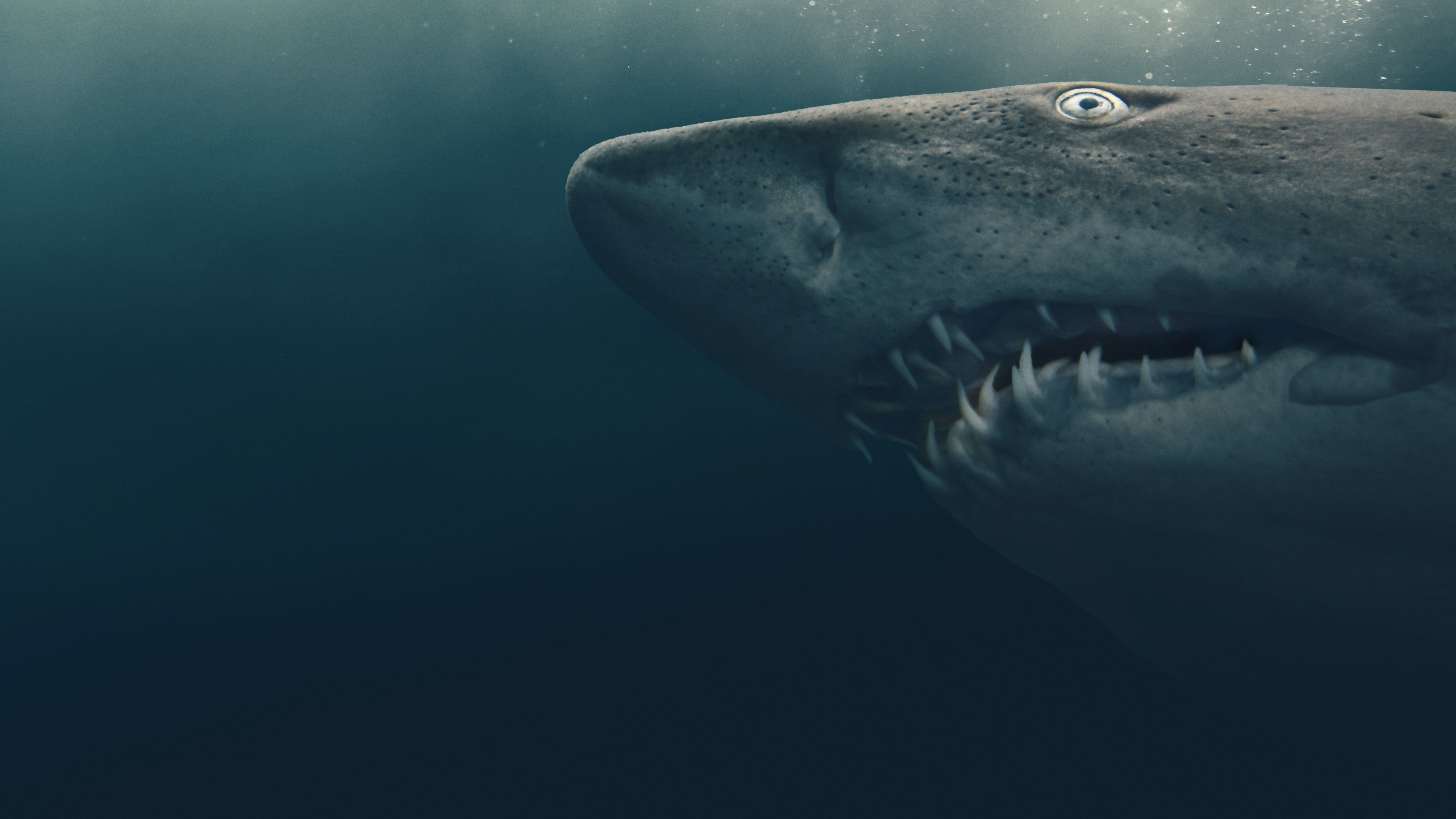 Shark Quest: Hunt For The Apex Predator Background