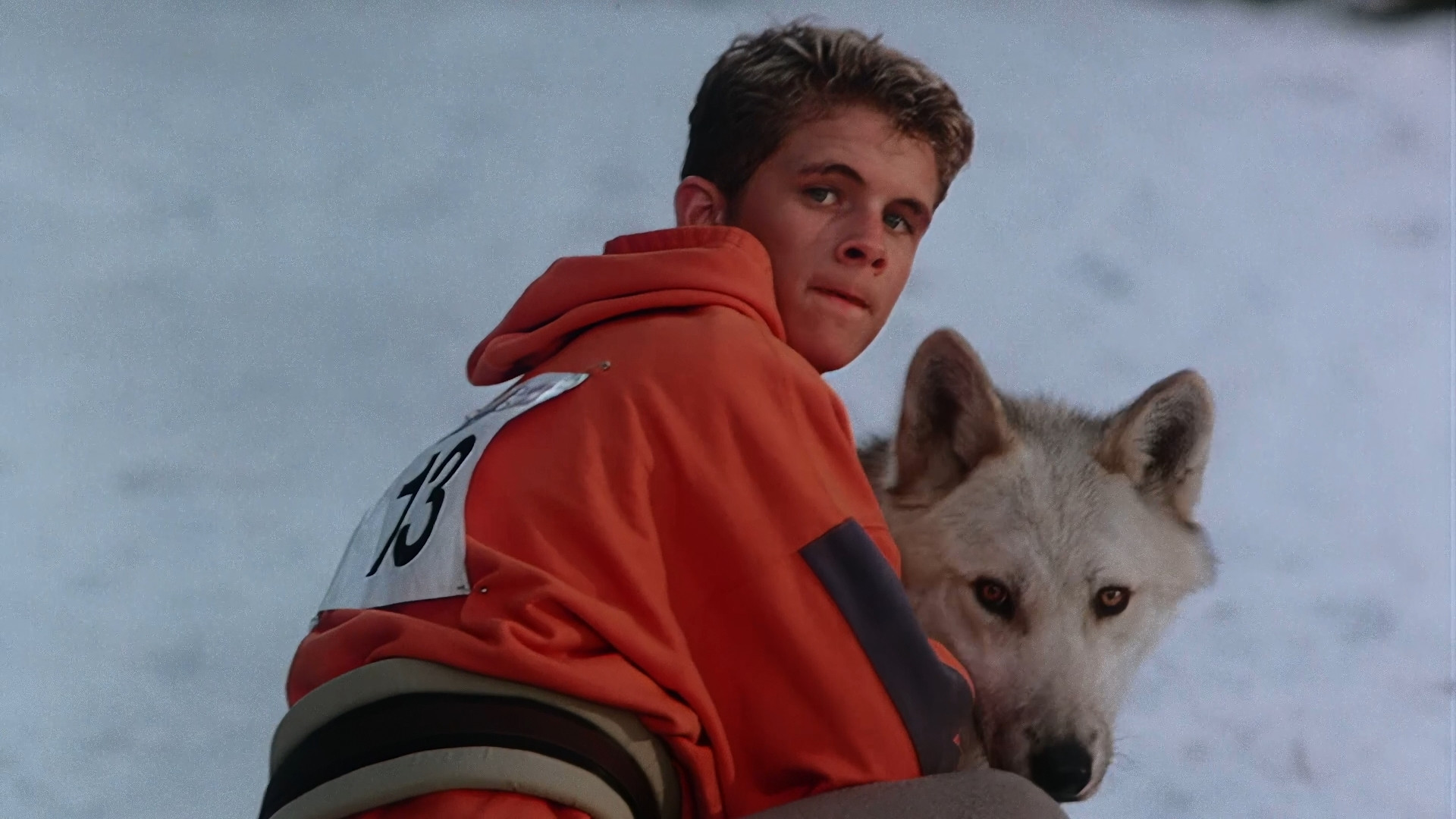 Silver Wolf Background