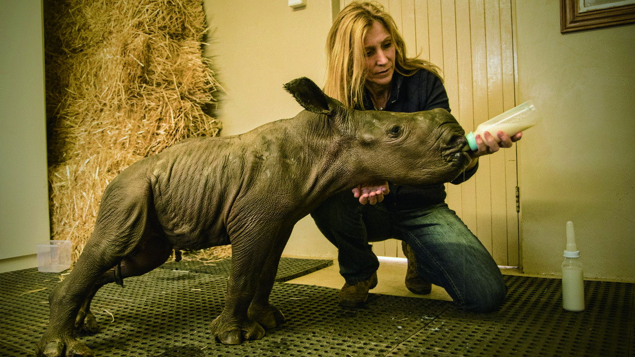 Stroop: Journey into the Rhino Horn War Background