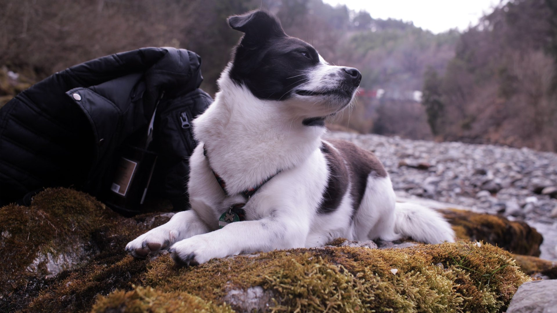 Refugee Poetry Background